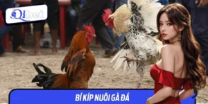Bí Kíp Nuôi Gà Đá Chuẩn Chỉnh, Độc Quyền Từ Sư Kê Qibet