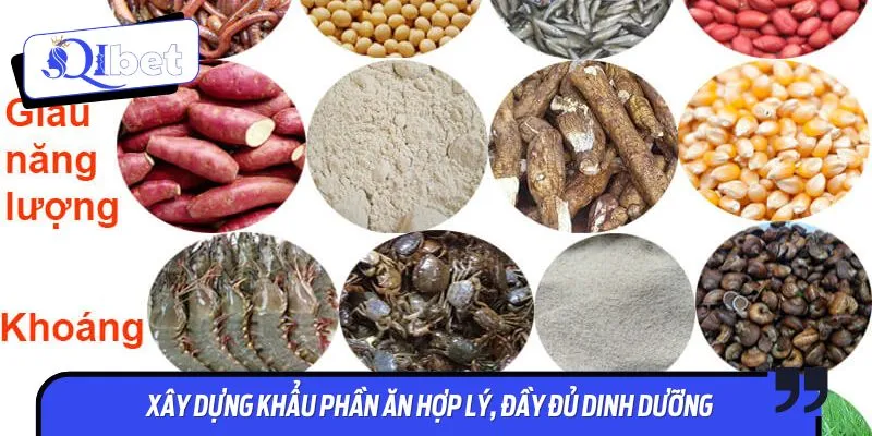 Bí kíp nuôi gà đá nằm ở việc xây dựng chế độ ăn hợp lý