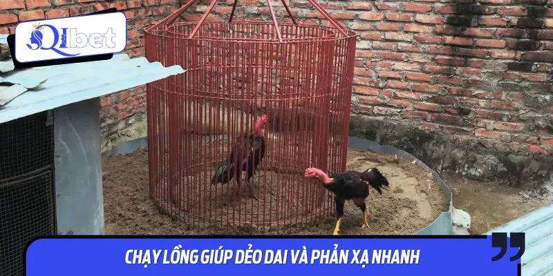 Cho chiến kê chạy lồng để tập khả năng phản xạ nhanh
