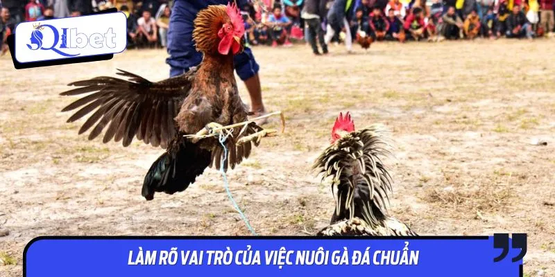 Trang bị bí kíp nuôi gà đá chuẩn để sở hữu chiến kê hiếu chiến