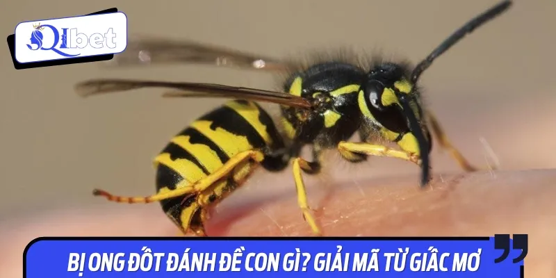 Cần tìm hiểu bị ong đốt đánh con gì khi chơi lô đề