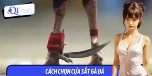 Cách Chọn Cựa Sắt Gà Đá Chuẩn - Bí Kíp Từ Sư Kê Qibet