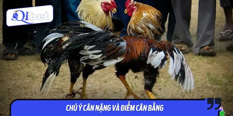 Chú ý yếu tố cân nặng khi tham khảo cách chọn cựa sắt gà đá