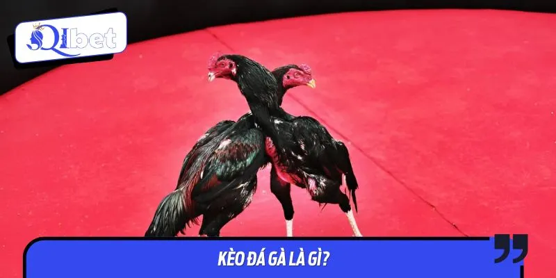 Kèo đá gà là hình thức đặt cược dự đoán kết quả trận chọi kê