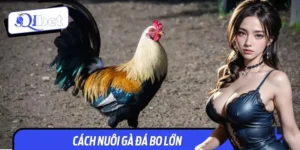 Cách Nuôi Gà Đá Bo Lớn - Biến Chiến Kê Thành Huyền Thoại