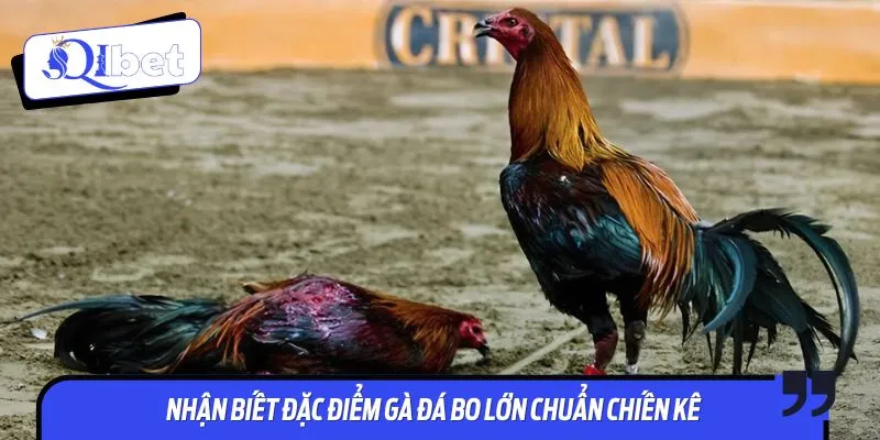 Cách nuôi gà đá bo lớn chuẩn giúp chiến kê đạt phong độ đỉnh cao