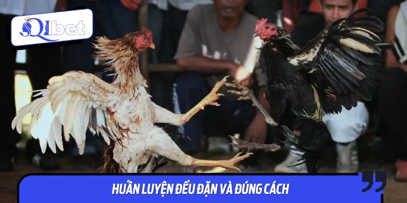 Chú trọng huấn luyện khi áp dụng cách nuôi gà đá bo lớn chuẩn chỉnh