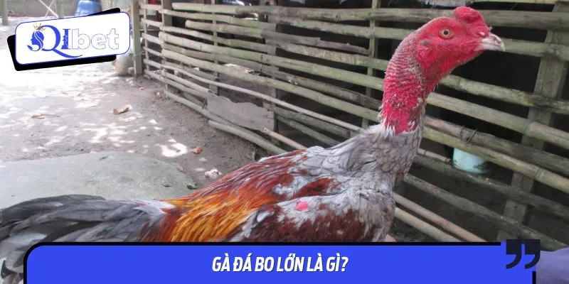 Cách nuôi gà đá bo lớn giúp linh kê sở hữu sức bền vượt trội