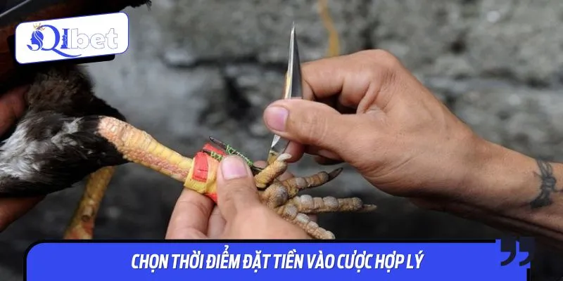 Sử dụng mẹo chơi đá gà cựa dao đúng thời điểm tăng tỷ lệ thắng đáng kể