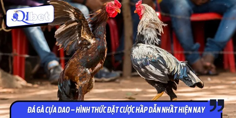 Hình thức cá cược đá gà cựa dao thu hút lượt chơi khủng mỗi ngày