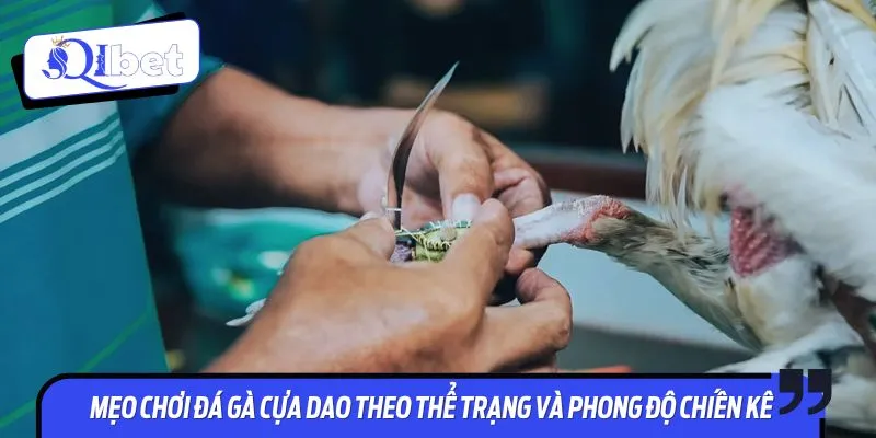 Nắm bắt thể trạng và phong độ chiến kê để áp dụng mẹo chơi đá gà cựa dao