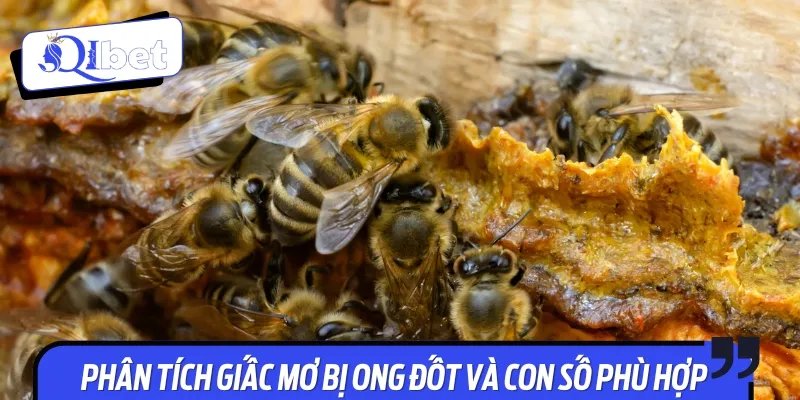 Phân tích chi tiết bị ong đốt đánh đề con gì chuẩn xác